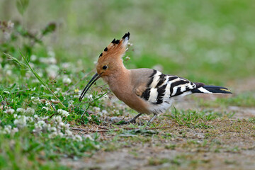 Eurasian hoopoe // Wiedehopf (Upupa epops)