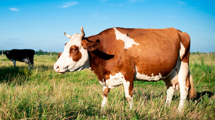 Fototapeta na wymiar A beautiful cow grazes in the summer on a green meadow. It is white and brown in color. On a blurred background of a field and a blue sky