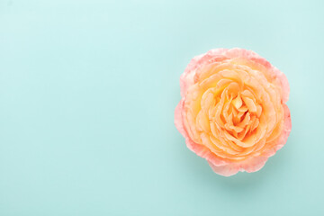 Blurred background with rose. Copy space for your text. Mock up template. Can be used for wallpaper, wedding card.