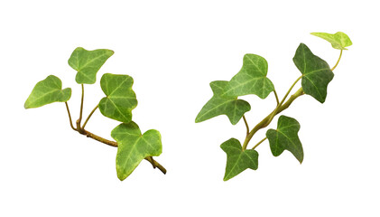 Set of ivy twigs with small green leaves isolated