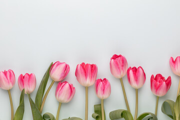 Pink tulip flowers on pastel background.