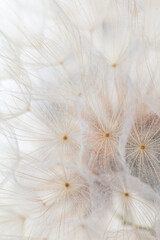 Abstract dandelion macro flower background. Seed macro closeup. Soft focus