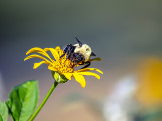 Bumblebee in garden