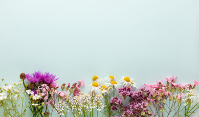 Alternative medicine. Medicinal herbs flowers, on a pastel background. Top view, copy space, banner.
