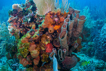 Caribbean coral garden
