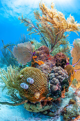 Caribbean coral garden