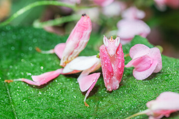Orchid mantis preying, Pink orchid mantis, Hymenopus coronatus, Walking flower mantis or Flower...
