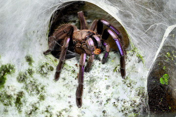 Electric Blue Tarantula. Chilobrachys sp. electric blue eating cockroach