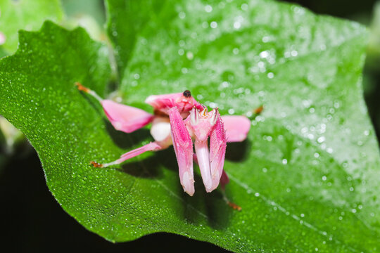 Orchid mantis, Pink orchid mantis, Hymenopus coronatus, Walking flower mantis or Flower mantises