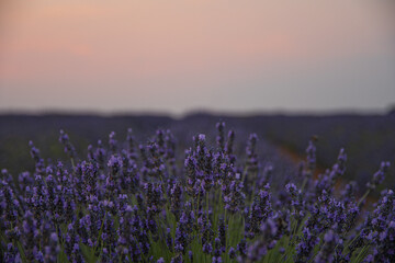 lavender fields in brihuega, spain. sunset in the lavender fields.