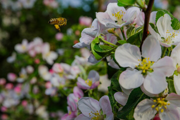 Pszczoła i kwiaty