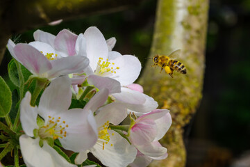Lecąca Pszczoła