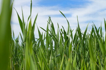 Green grass against a blue sky background close-up. A low-angle view of fresh grass against a blue sky with clouds. The concept of freedom.