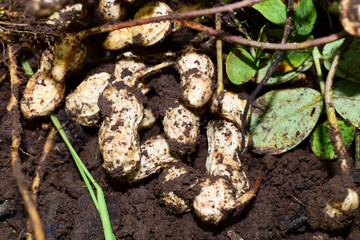 Fresh peanuts plants with roots, peanut, raw food in the farm