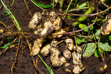 Fresh peanuts plants with roots, peanut, raw food in the farm