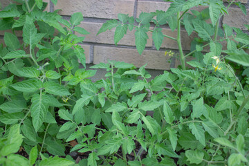 tomato plant at the beginning of spring in the soil