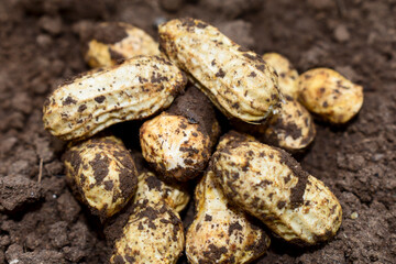 Fresh peanuts plants with roots, peanut, raw food in the farm