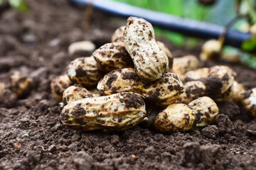 Fresh peanuts plants with roots, peanut, raw food in the farm
