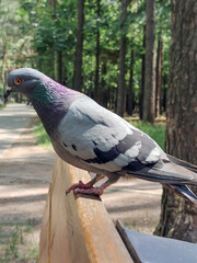 Bird pigeon close-up sitting on a wooden bench made of planks