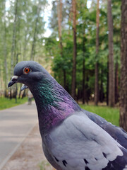 Two dove birds one after the other on a park bench. The background is blurry