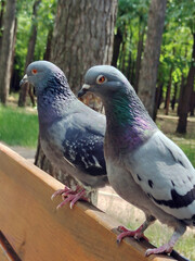Two dove birds one after the other on a park bench. The background is blurry