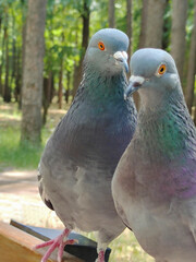 Two dove birds one after the other on a park bench. The background is blurry