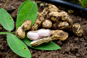 Fresh peanuts plants with roots, peanut, raw food in the farm