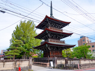 Obraz premium 樹齢1200年を超える飛騨国分寺の大イチョウ（岐阜県高山市）