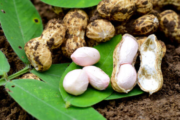 Fresh peanuts plants with roots, peanut, raw food in the farm