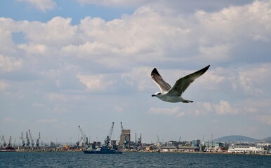seagull in flight