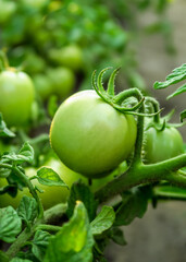 young green tomato grows on a bed on a vegetable farm. growing vegetables concept