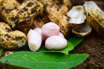 Fresh peanuts plants with roots, peanut, raw food in the farm