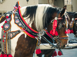 Ponies in beautiful decorative harness. Horse equipment.