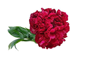 Beautiful red peony on a white background.