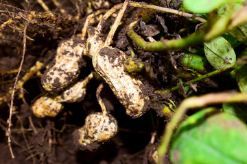 Fresh peanuts plants with roots, peanut, raw food in the farm
