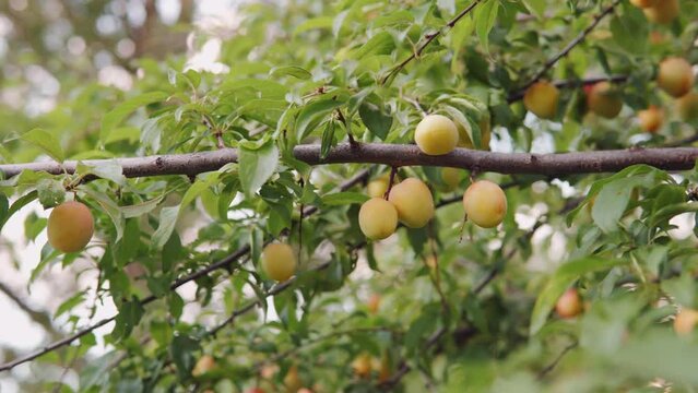 Unripe apricots on a branch. Summer harvest of wild apricots in the evening summer in the garden.