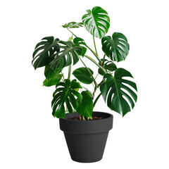 Monstera in a pot black isolated on white background, Close up of tropical leaves or houseplant that grow indoor for decorative purpose