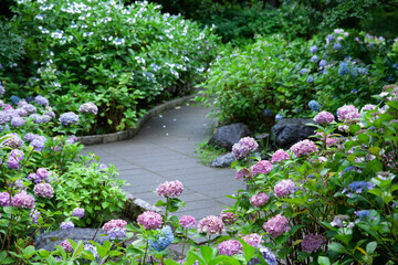 雨上がりの美しい紫陽花