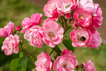bumblebee sits on pink flower and collects nectar on blooming rose bush - Powered by Adobe