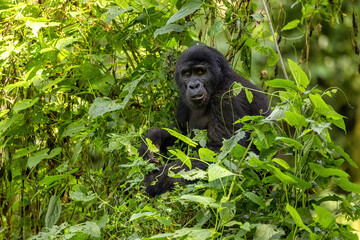 Adult female gorilla, Gorilla beringei beringei, in the lush foliage of the Bwindi Impenetrable forest, Uganda. A member of the Muyambi family, a habituated group of the conservation programme