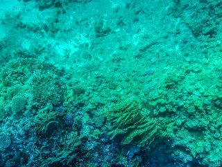 Life on the seabed of the Red Sea at depth. Turquoise clean aqua background. View of coral reefs and algae through transparent water