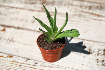 Gasteria batesiana 'Little Warty' 
