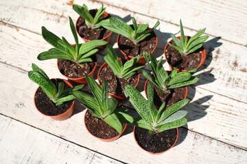 Gasteria batesiana 'Little Warty' 