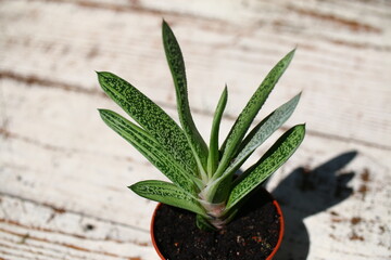 Gasteria batesiana 'Little Warty' 