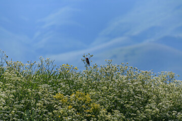 Small bird in flower, on bokeh  background. Wild landscape
