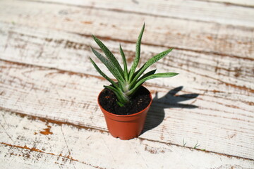 Gasteria batesiana 'Little Warty' 