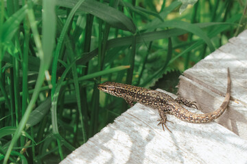 a lizard in its natural habitat. wild animals of the forest