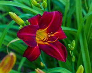 a red and yellow lily blooming in the front garden