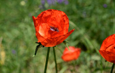 Beautiful red poppy in the field.
