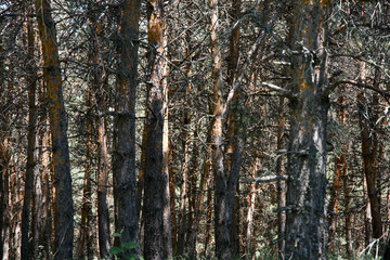 Trees   in the forest , bark background